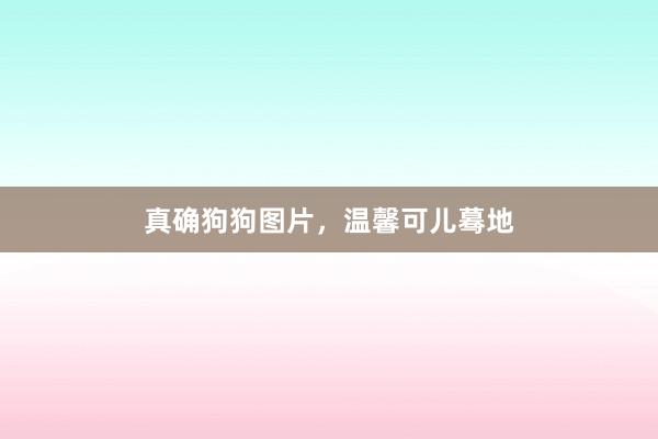 真确狗狗图片，温馨可儿蓦地